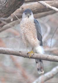 Rufous Perched